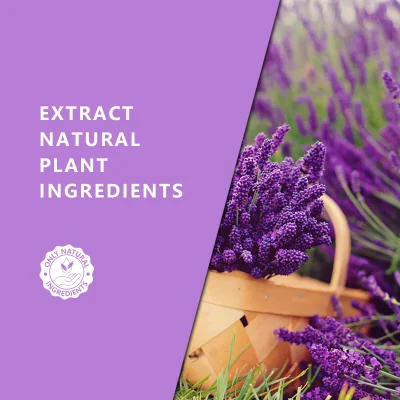 100% Natural Plant Extract Aromatherapy Oils Manufacturer, Bulk Organic English Lavender Essential Oil 100% Pure for Skin Care Therapeutic-Grade, Sample Free