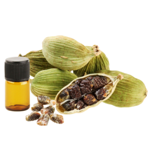 Manufacturer of top grade  100% Pure and Natural Cardamom Essential Oil