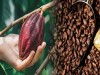 Cocoa Beans, Nibs & Husk – Pure Cacao Ingredients for Food, Wellness & Cosmetics