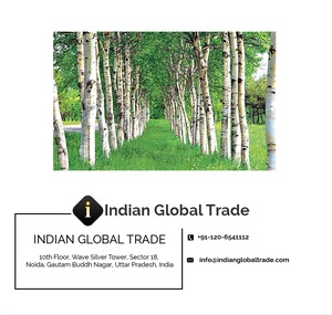 100 % Pure & Natural Birch Bud Sweet Essential Oil - Indian Global Trade