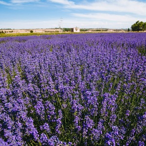 OEM/ODM Bulk Lavender Hydrosol Floral Water