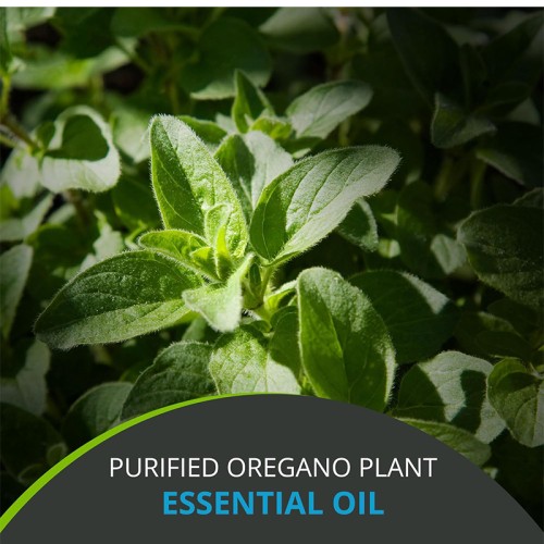 Oregano oil softgels manufacturer in bulk Nutritional supplement OEM/ODM factory in China