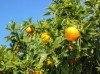 D-Limonene - MCI Miritz