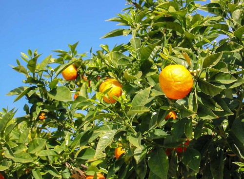 D-Limonene - MCI Miritz
