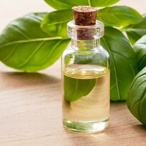 High Quality Pure Holy Basil Oil Essential Oils