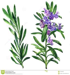 Natural and pure rosemary essential oil at manufacturing price