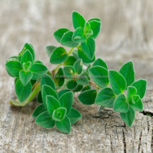 Wholesale Quantity Oregano Oil