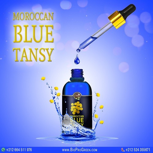 Moroccan blue tansy essential oil company