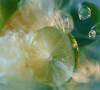LIMOLDIS Lime Distilled Oil MCI Miritz - TBI