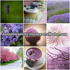 100% Pure & Natural Lavender Oil