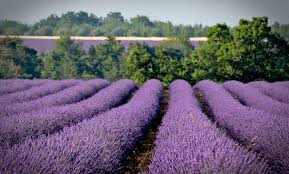 Aromatherapy Lavender spa bath salts with lavender extracts product of Bulgaria