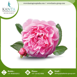 Good Quality Rose Otto Essential Oil Essential Oil from India