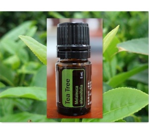 Free Samples Top Quality Tea Tree Oil Essential Oil