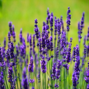 Lavender Oil pure