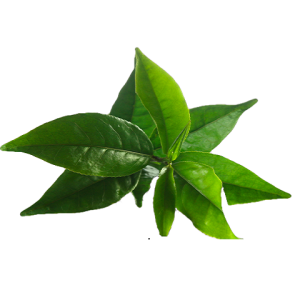 Australian Tea Tree Essential Oil Pure Natural