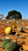 Organic Kalahari Melon Seed Oil – Cold Pressed High Vitamin E, Linoleic Acid