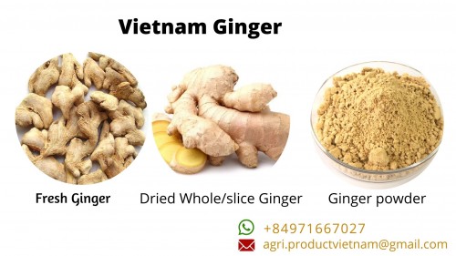 Vietnam ginger export products