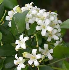 100% Pure & Natural Jasmine Essential Oil/Jasmine Essential Oil From BORG