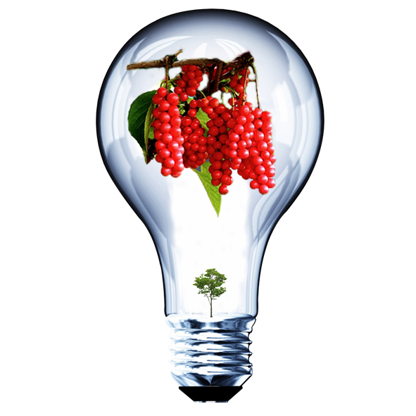SG-Omija Extract