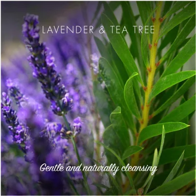 Wholesale Natural Lavender &amp; Tea Tree Conditioner Bar Soap