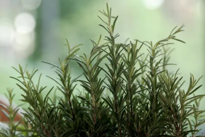 Rosemary Oil