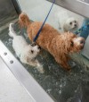 Canine Treadmill for water hydrotherapy,underwater treadmills for pets