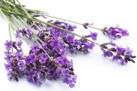 Pure Lavender essential oil