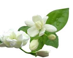 100% Pure & Natural Jasmine Essential Oil/Jasmine Essential Oil From BORG