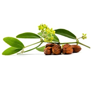 Buy Online Jojoba Golden Carrier Oil