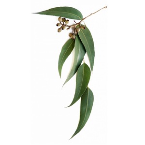 Eucalyptus Essential Oil (Eucalyptus globules)