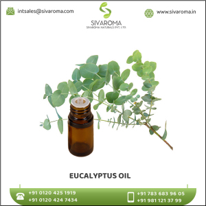 High Grade Eucalyptus  Essential Oil at Affordable Price