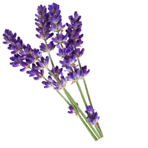 Professional Make Natural Lavender Hydrosol