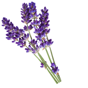 Professional Make Natural Lavender Hydrosol