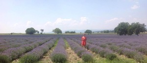 Bulgaria high quality Lavender hydrosol organic floral water for sale