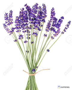 Distilled Pure Lavender Oil