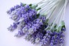 Lavender Oil