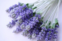 Lavender Oil