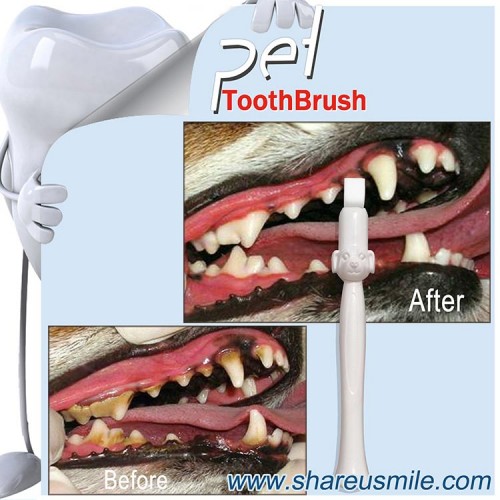 2020 New Dog dental care shareusmile pet toothbrush dog teeth cleaning products