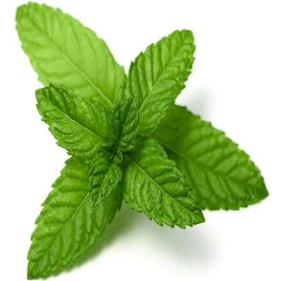 100% Pure Natural Organic Peppermint Essential Oil