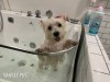 Popular Stylish Pet Ozone Bubble Spa Bathtubs