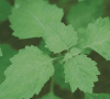 PL-104 - Patchouli Oil Sulawesi Dark Min 30 PA Acid < 8 Van Aroma - TBI