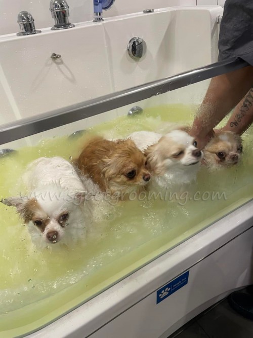 Popular Stylish Pet Ozone Bubble Spa Bathtubs