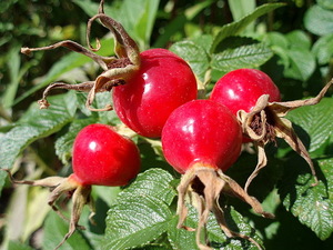 Rosehip Carrier Oil