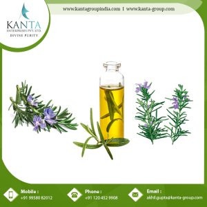 Rosemary Essential Oil For Muscular Pain Repair