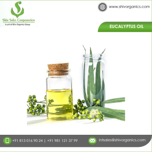 Trusted Manufacturer of Eucalyptus Essential Oil  of High Quality