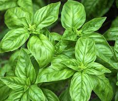 100% Pure Natural Basil Hydrosol