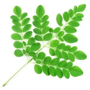 ISO Certified 100% Pure and Natural Moringa Carrier Oil