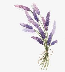 Lavender essential oil 100% high quality cosmetic grade Lavender Essential Oil at wholesale rate