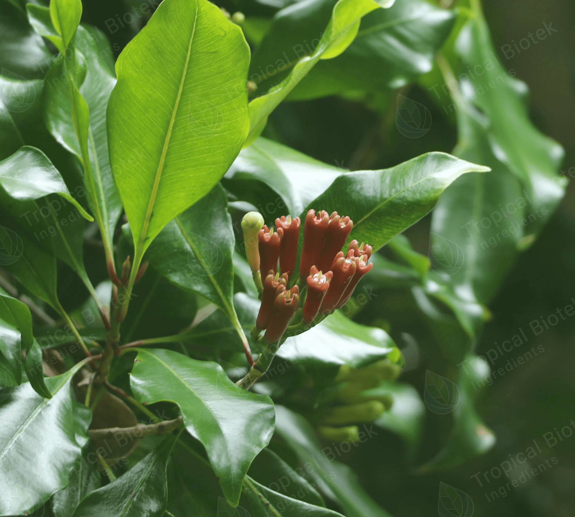CL-185 - Clove Leaf Oil Rectified 85% Van Aroma - TBI