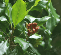 CL-185 - Clove Leaf Oil Rectified 85% Van Aroma - TBI